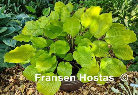 Hosta Tickle Me Pink